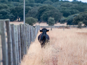 View of a horse on field