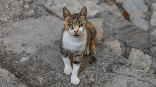 High angle portrait of cat standing outdoors