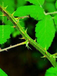 Close-up of a lizard on plant