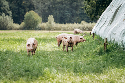 Sheep in a field