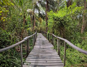 Footbridge amidst trees in forest