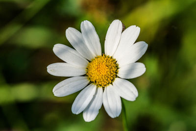 Close-up of white flower