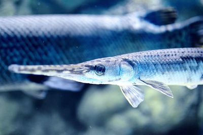 Close-up of fish in water