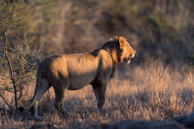 Side view of a cat on field