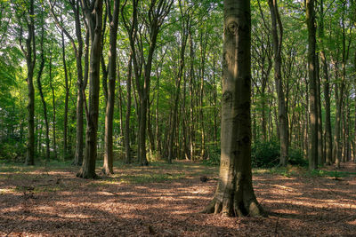 View of trees in forest