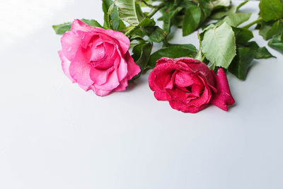 Close-up of rose roses against white background