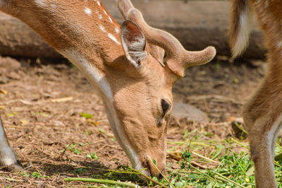 Close-up of a goat