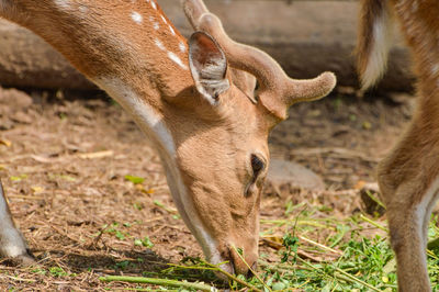Close-up of a polkadot deer