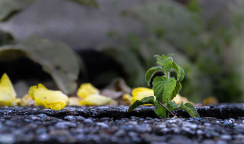 Surface level of plant growing on field