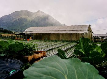 Plants growing on field by building against sky