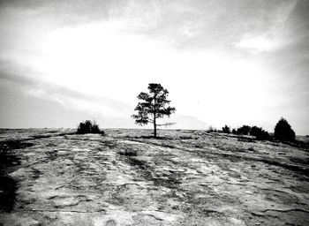 Trees on field against sky during winter