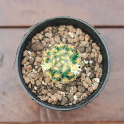 Directly above shot of succulent plant in pot