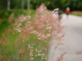 Close-up of pink flowering plant