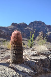 Scenic view of cactus against sky