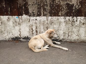 Dog lying on wall