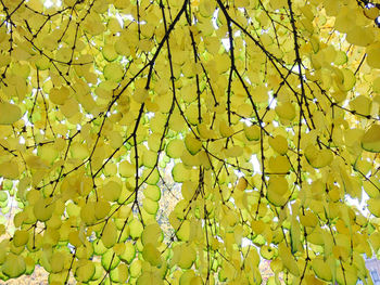 Low angle view of tree branches