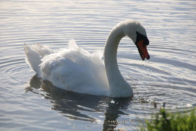 Swan floating on lake