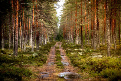 Footpath amidst trees in forest
