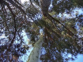 Low angle view of trees against sky