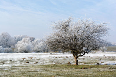 Bare trees on snow covered landscape against sky