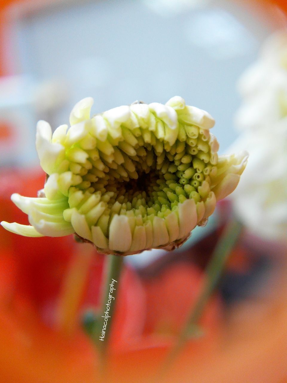 CLOSE-UP OF YELLOW DAHLIA