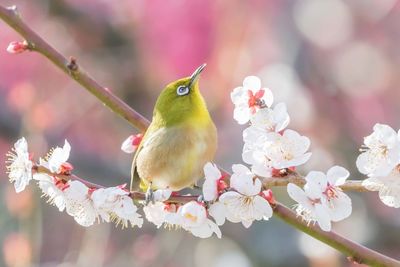 Close-up of bird perching on cherry blossom