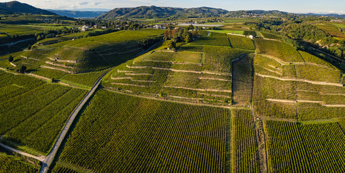 High angle view of agricultural field