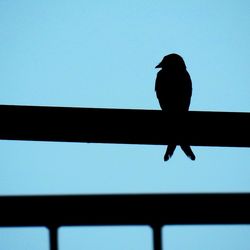 Low angle view of silhouette bird perching against clear sky