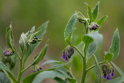 Close-up of purple flowering plant