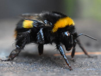 Close-up of bee pollinating on flower