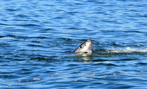 View of fish swimming in sea