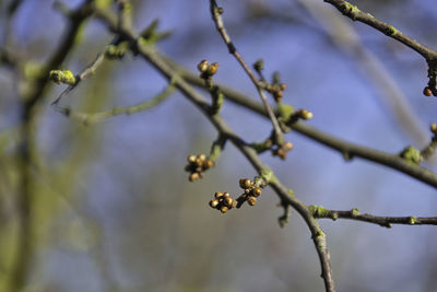 Low angle view of flowering plant