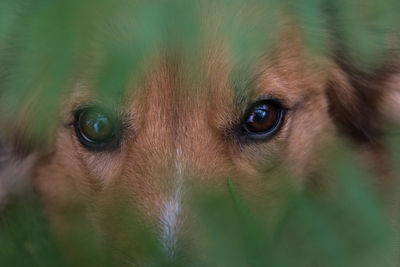 Close-up portrait of a eye