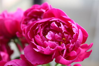 Close-up of pink rose flower