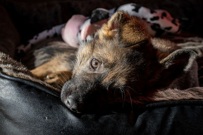 A nine weeks old german shepherd puppy in a bed looking at the camera