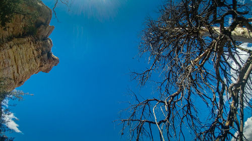 Low angle view of trees against clear blue sky