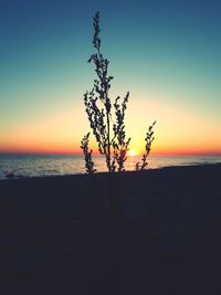 Silhouette plant on beach against sky during sunset