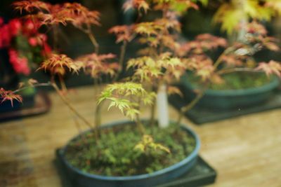 High angle view of potted plants on table