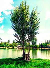 Tree by lake against sky