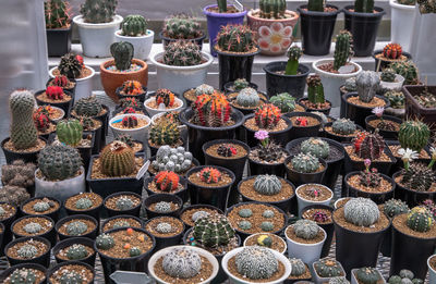 High angle view of various displayed for sale at market