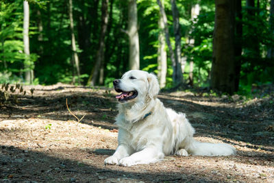 White dog lying on land