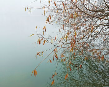 Tree branches against sky