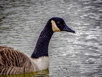 Bird in water