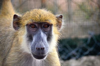 Close-up portrait of monkey