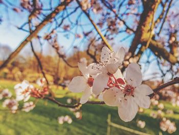 Close-up of white flowers blooming on tree