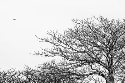 Low angle view of silhouette birds flying against clear sky