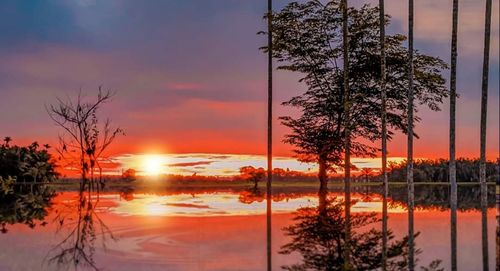 Silhouette trees by lake against sky during sunset