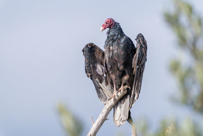 Low angle view of a turkey vulture perched on a tree.