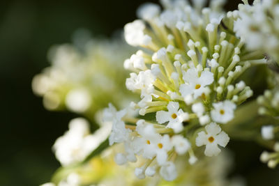 Close-up of white flowering plant