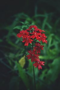 Close-up of red flowers